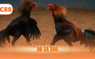 Đá Gà Dao - Giải Trí Với Màn Tranh Tài Căng Thẳng 2025